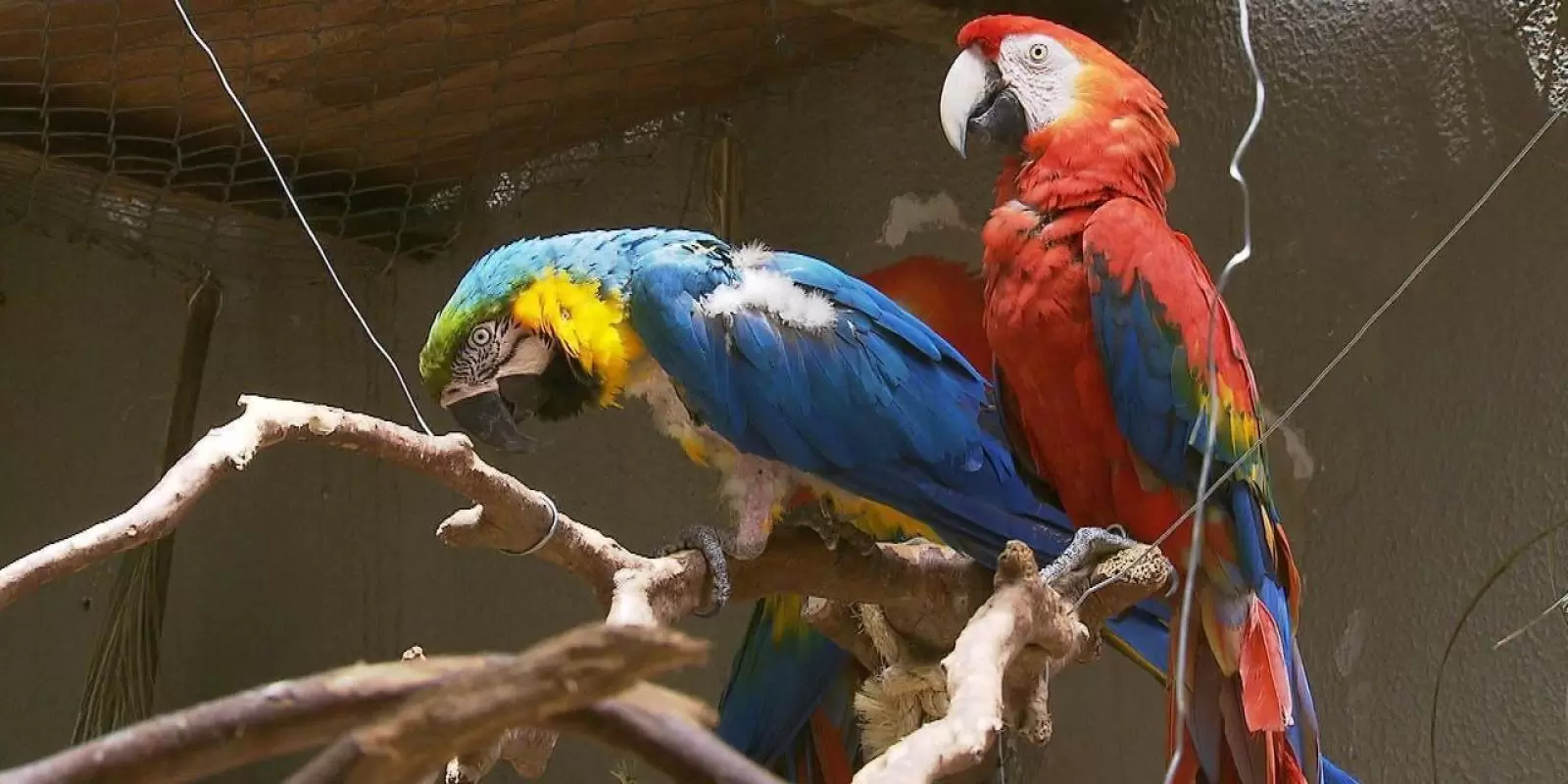 Maus tratos aos Animais - Profissão repórter