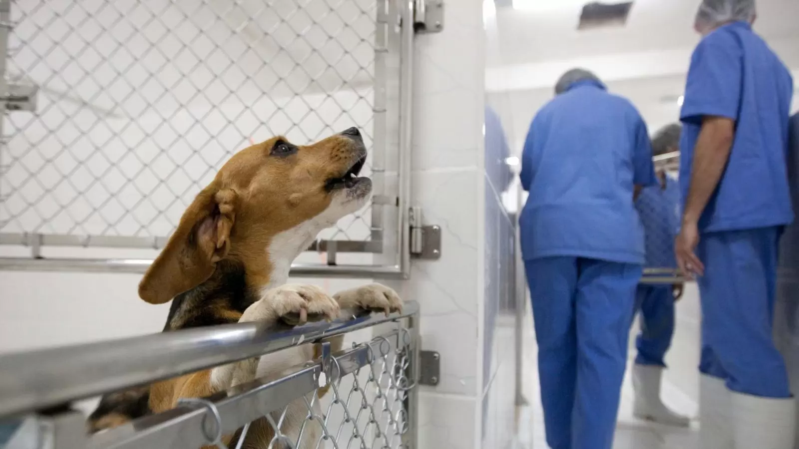 Uso De Animais Em Pesquisas Científicas