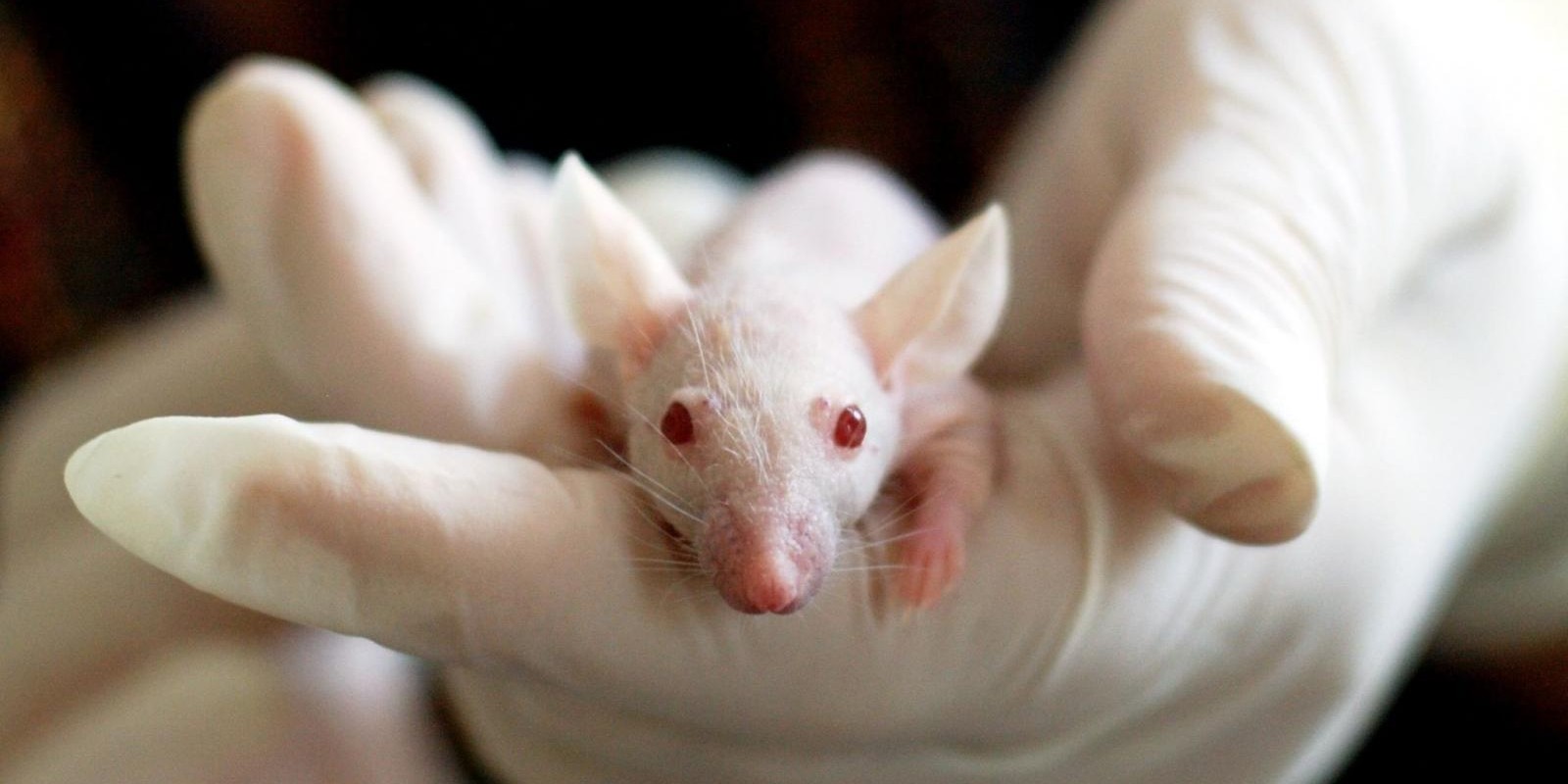 Uso de animais em pesquisa abrange desafios éticos e compromisso com novas tecnologias
