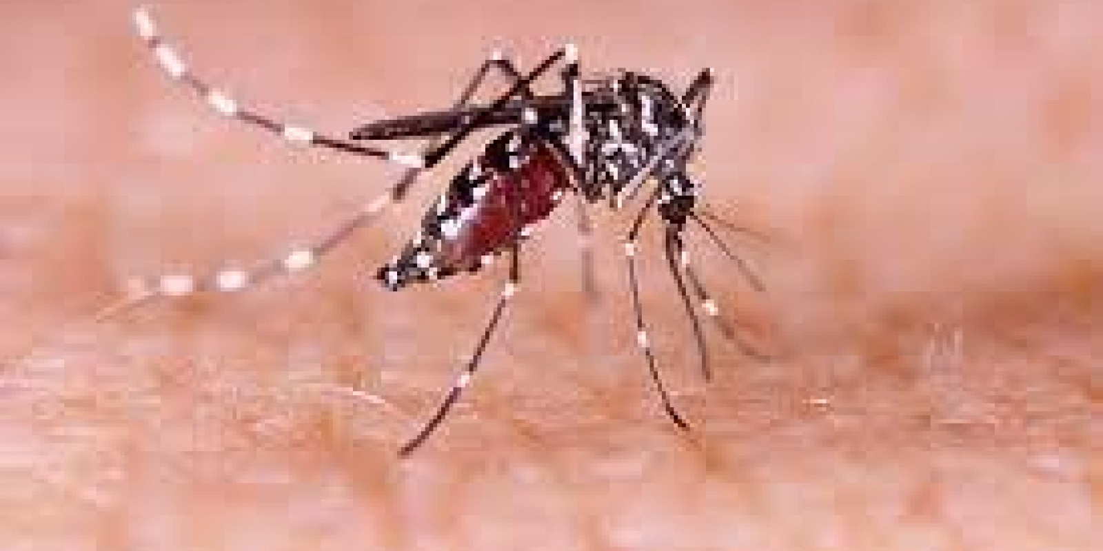 Saúde Pública E A Dengue No Brasil